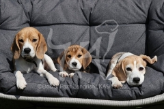 Beagle