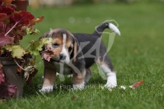 Beagle