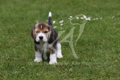 Beagle