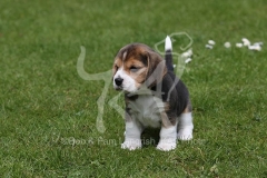 Beagle