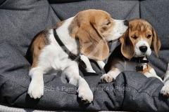 Beagle