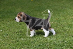 Beagle