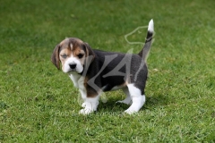 Beagle