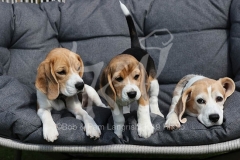Beagle
