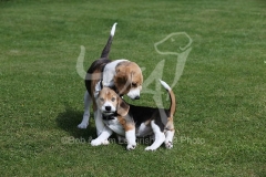 Beagle