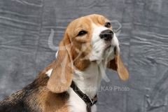 Beagle