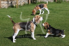 Beagle