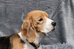 Beagle