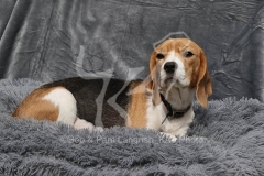 Beagle