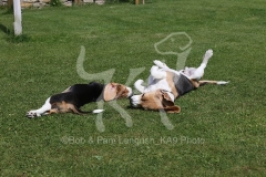 Beagle