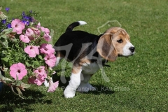 Beagle