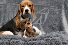 Beagle
