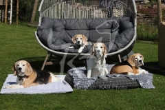 Beagle