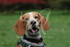 Beagle