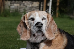 Beagle