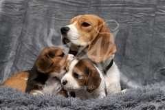 Beagle
