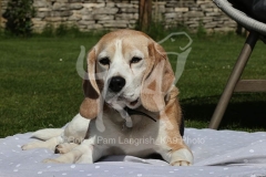 Beagle