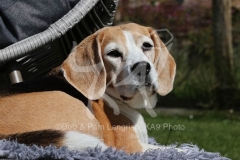 Beagle