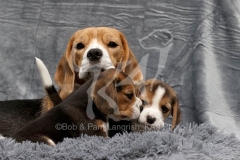 Beagle