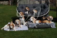 Beagle