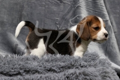 Beagle