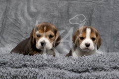 Beagle