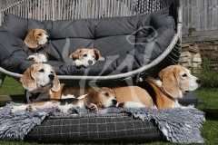 Beagle