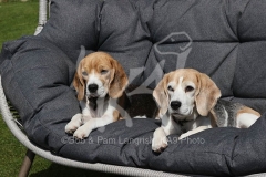 Beagle