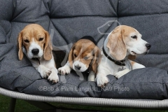 Beagle