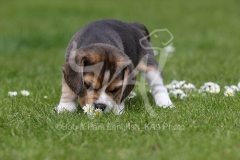 Beagle
