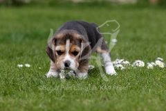 Beagle