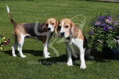Beagle