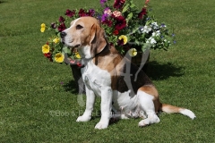 Beagle