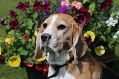Beagle