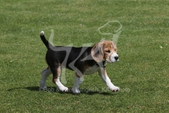 Beagle