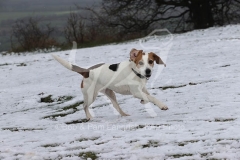 Beagle