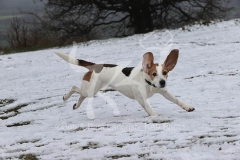 Beagle