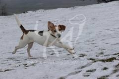 Beagle