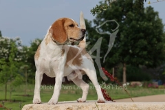 Beagle