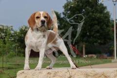 Beagle