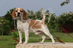 Beagle