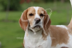 Beagle