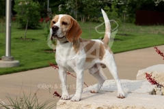 Beagle
