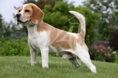 Beagle