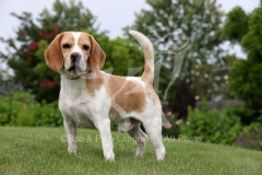 Beagle