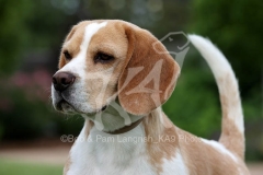Beagle
