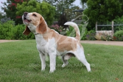 Beagle