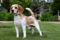Beagle