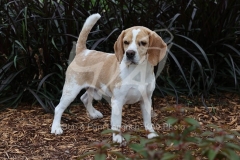 Beagle