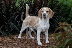 Beagle